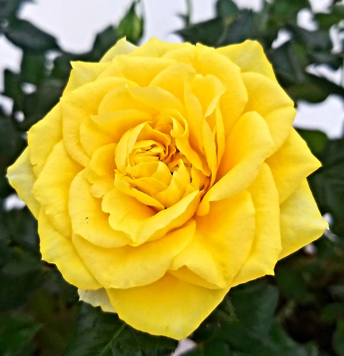 POWERS TO FLOWERS - ROSA DA GIARDINO RAMPICANTE e RIFIORENTE, ROSA GIALLA, 2 PIANTE, Piante Vere