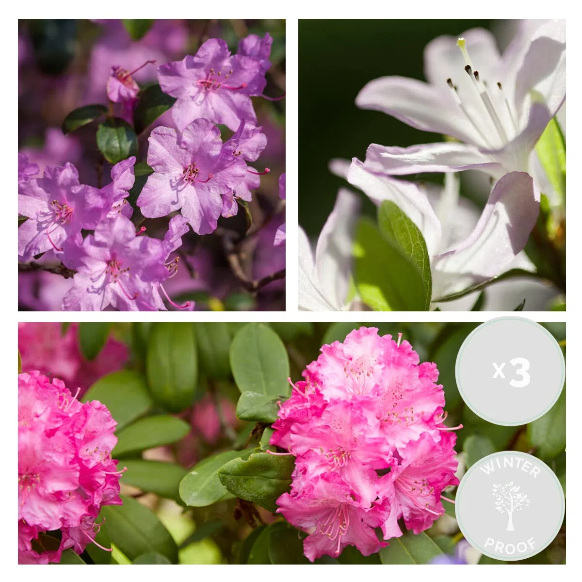 Bloomique - Set di 3 - Rododendro - Viola, Rosa, Bianco - Sempreverde - Resistente al freddo - Piante da giardino - Altezza 15-20 cm - Vaso da 9 cm