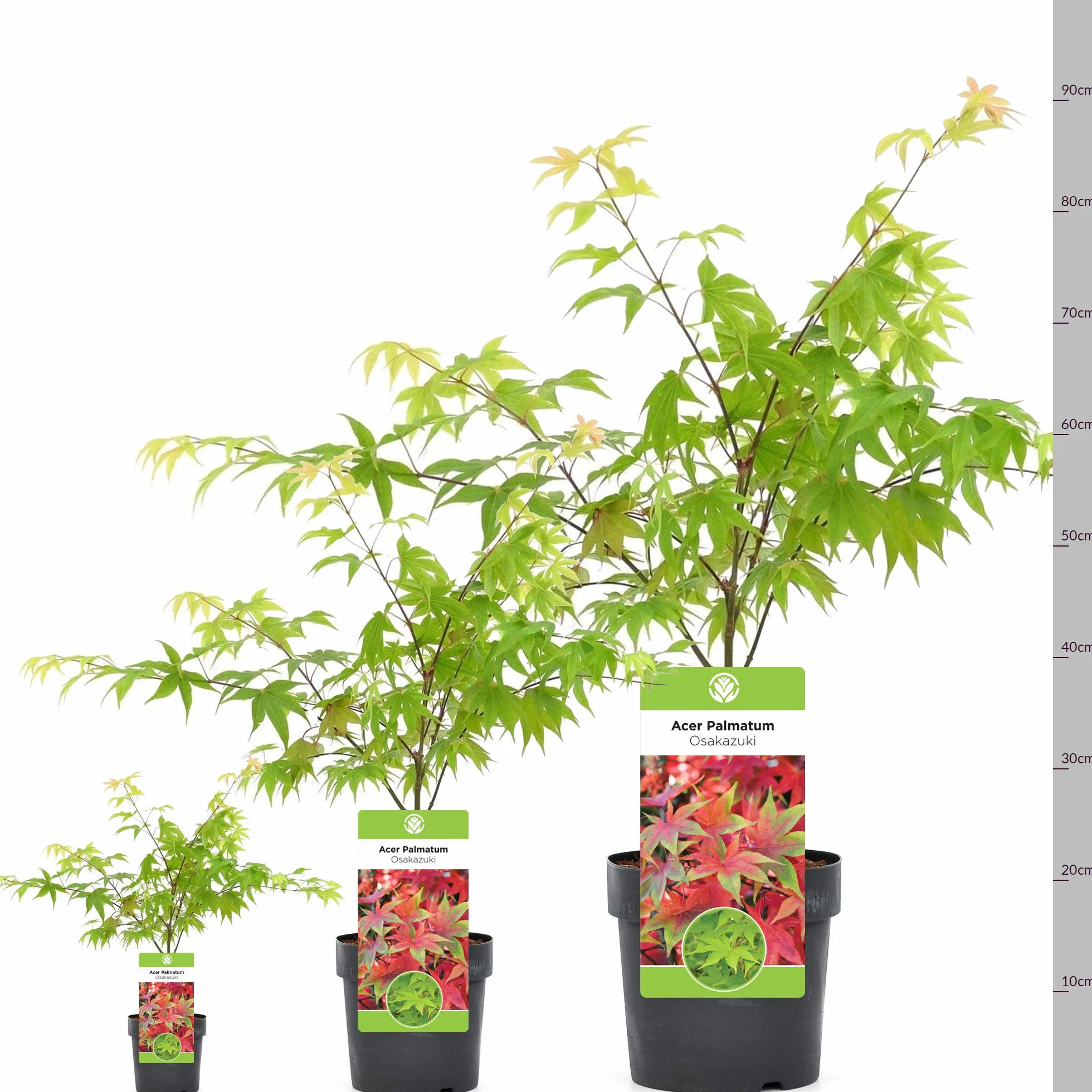 Acer palmatum "Osakazuki" | Acero giapponese Pianta da giardino a fogliame deciduo Arbusto in vaso