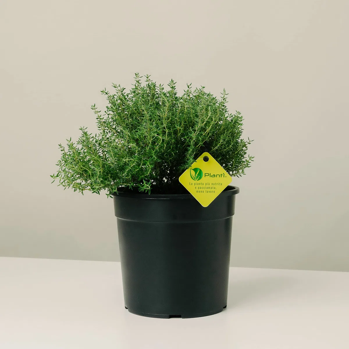 PLANTI’ TIMO OFFICINALIS Pianta Vera da Esterno Piante Aromatiche da Cucina, ideale per Insaporire i Vostri Piatti o per Ornare il Giardino di Casa. 6 Mesi di Concimazione con Sistema Plantì