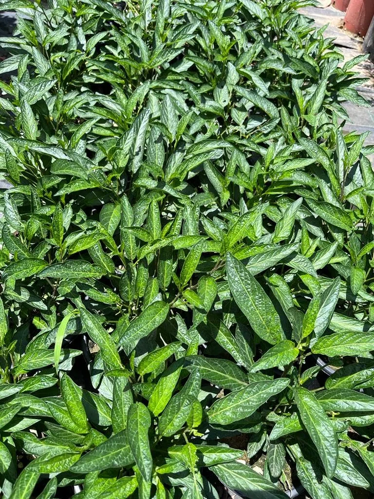 SOLANUM MURICATUM, Pianta di Melone Pepino, vs16, frutto Pepino