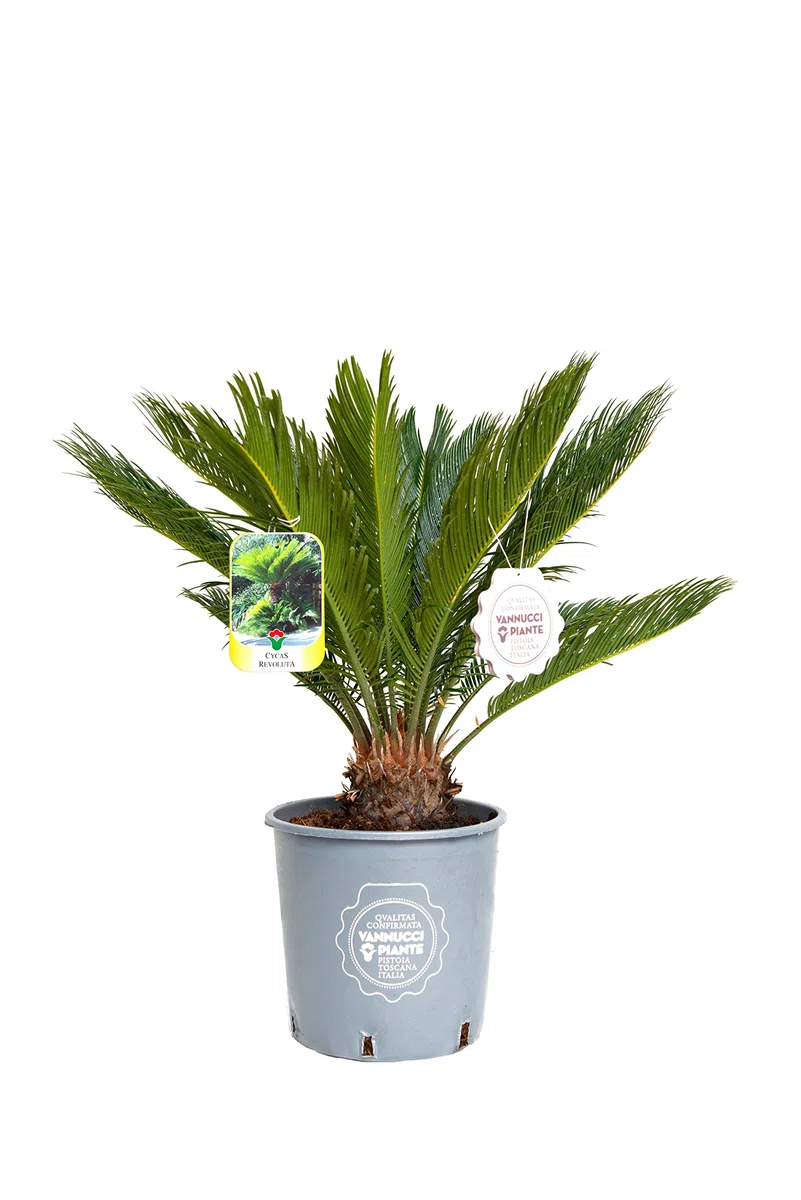 Vannucci Piante - Palma, Cycas revoluta, Pianta vera in vaso di Vannucci Piante, Pianta da esterno, Palma