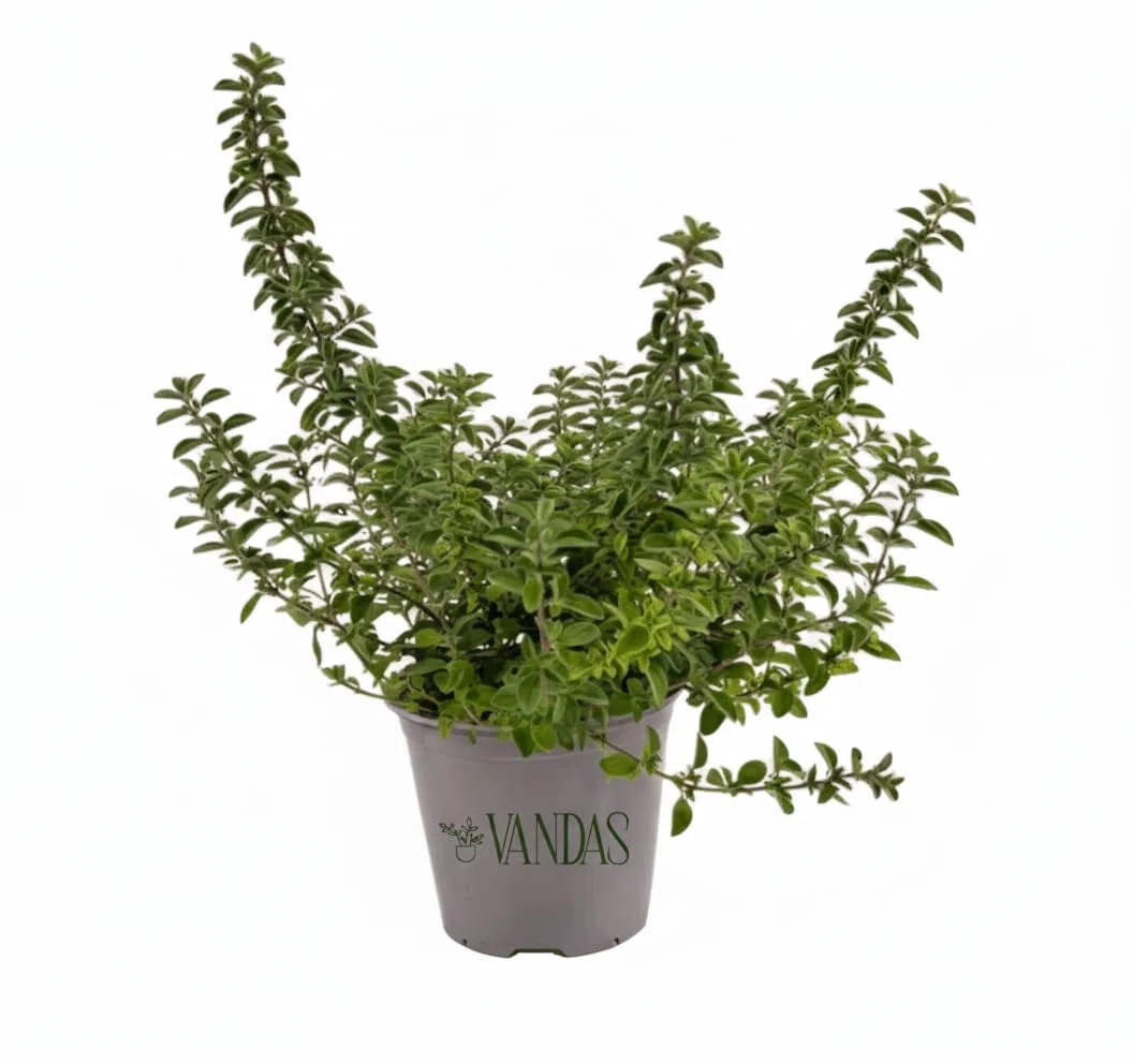 VANDAS Origano Comune – Pianta Aromatica Mediterranea | Foglie Profumate Ideali per Cucina | Vaso 12.5cm | Facile da Coltivare | Made in Italy