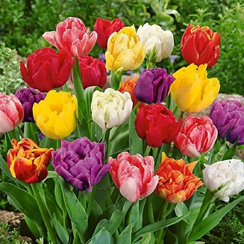 30 X Tulipani Doppi Misti - Bubli Di Alta Qualità (30)