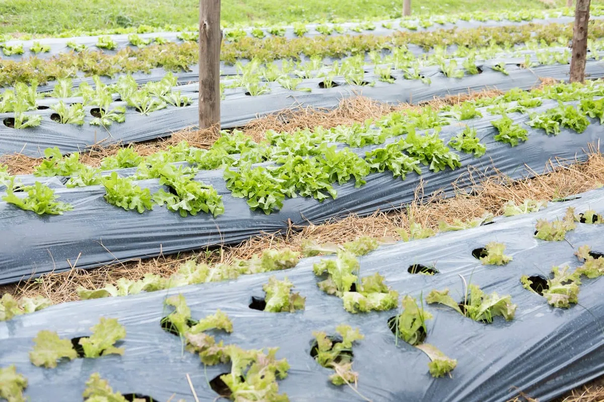 Areso Pacciamatura 1x50 Metri - Rotolo Pacciamatura Senza Fori Nero - Telo per Orto Anti Herbace Massima Resistenza