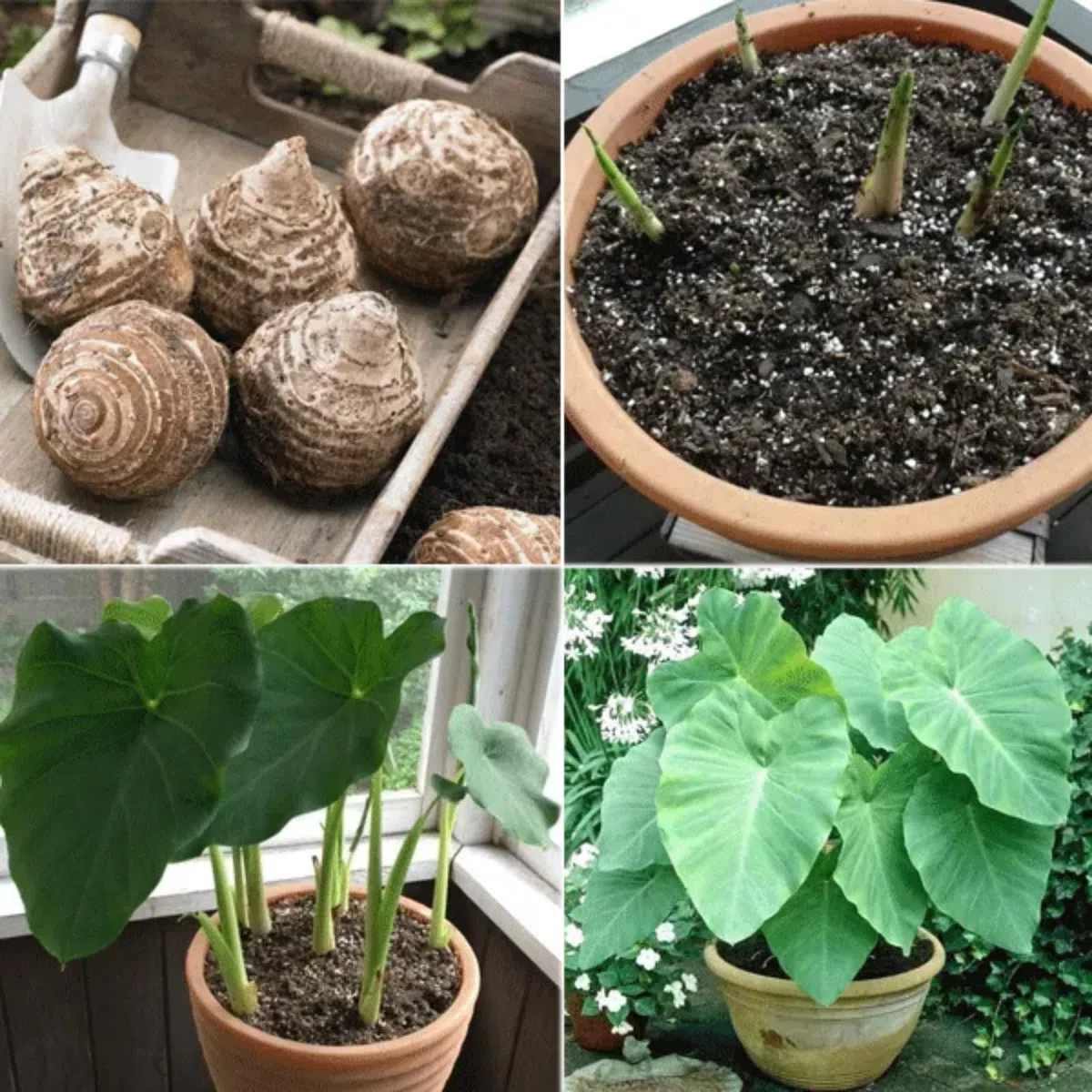Tuberi sani e vigorosi, con elevata capacità di germinazione -5 Tuberi -J