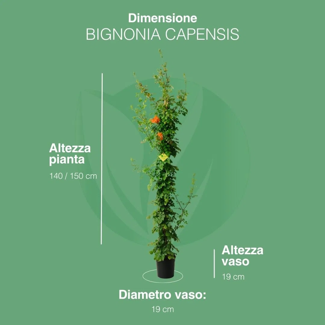 BIGNONIA CAPENSIS. Pianta rampicante da esterno, vaso da 19cm. Piante vere da esterno per giardino e pergolato. 6 mesi di concimazione con sistema Plantì.