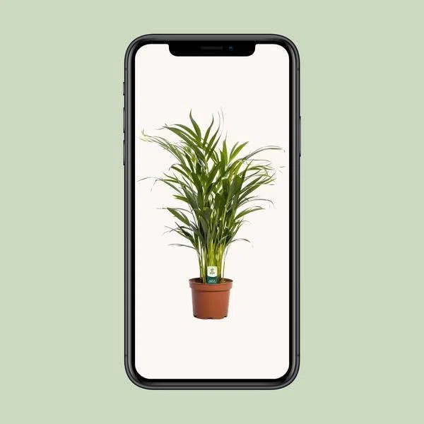 Dypsis Lutescens - Ø 17 cm - 65 cm