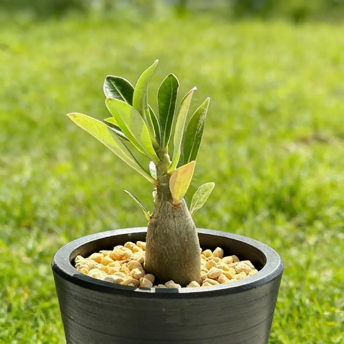 Rosa del deserto, resistente, perenne - Giardini e balconi, decorazione, giardini-2bulbi-C