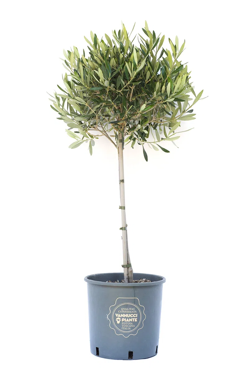 Vannucci Piante - Olea europaea Frangivento, Olivo, Pianta vera in vaso, Pianta da frutto, Mini alberetto