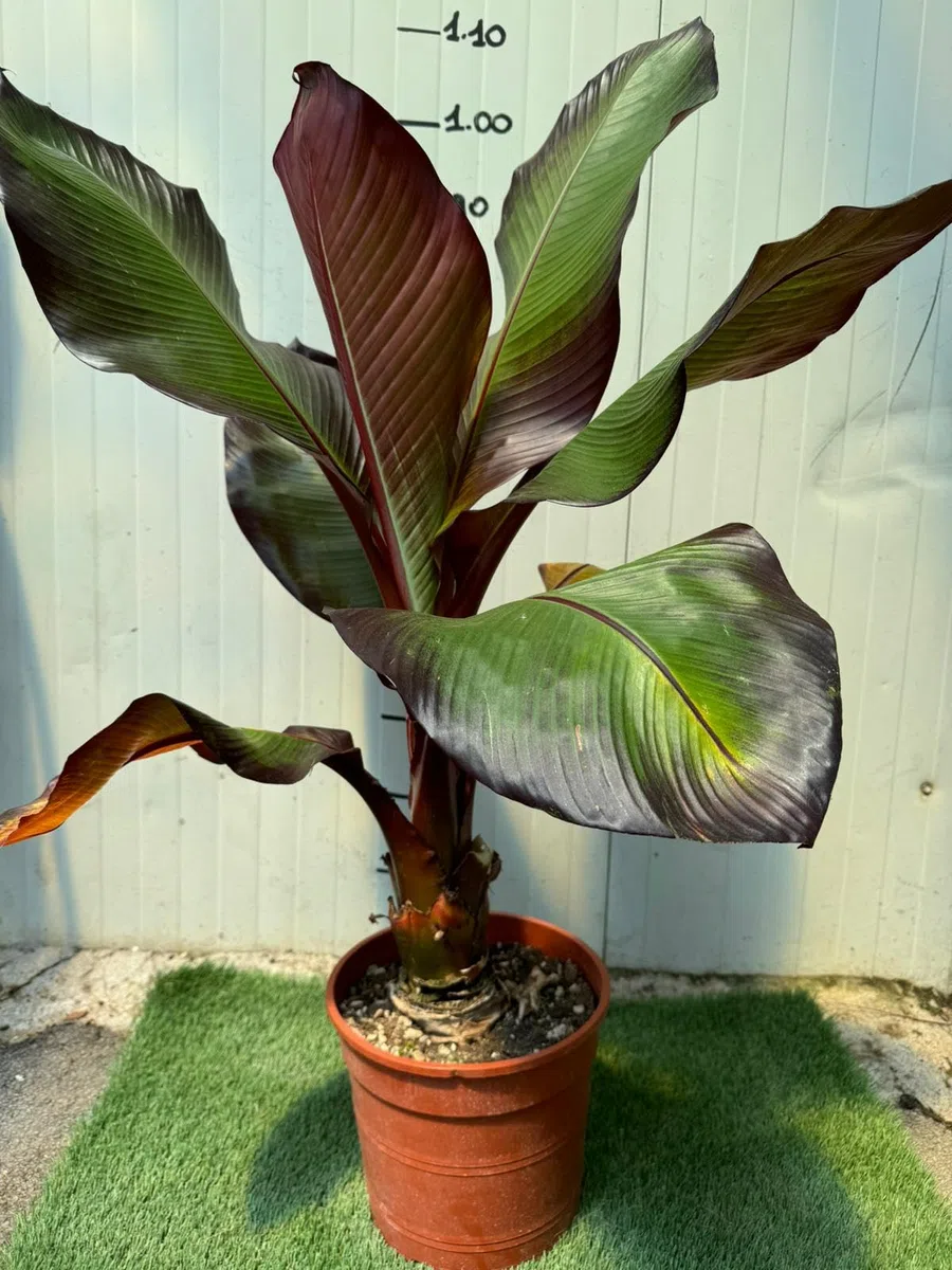 Musa Maurelli Banano Rosso Pianta Ornamentale Tropicale in Vaso 24 cm, Pianta Esotica da Giardino e Terrazzo
