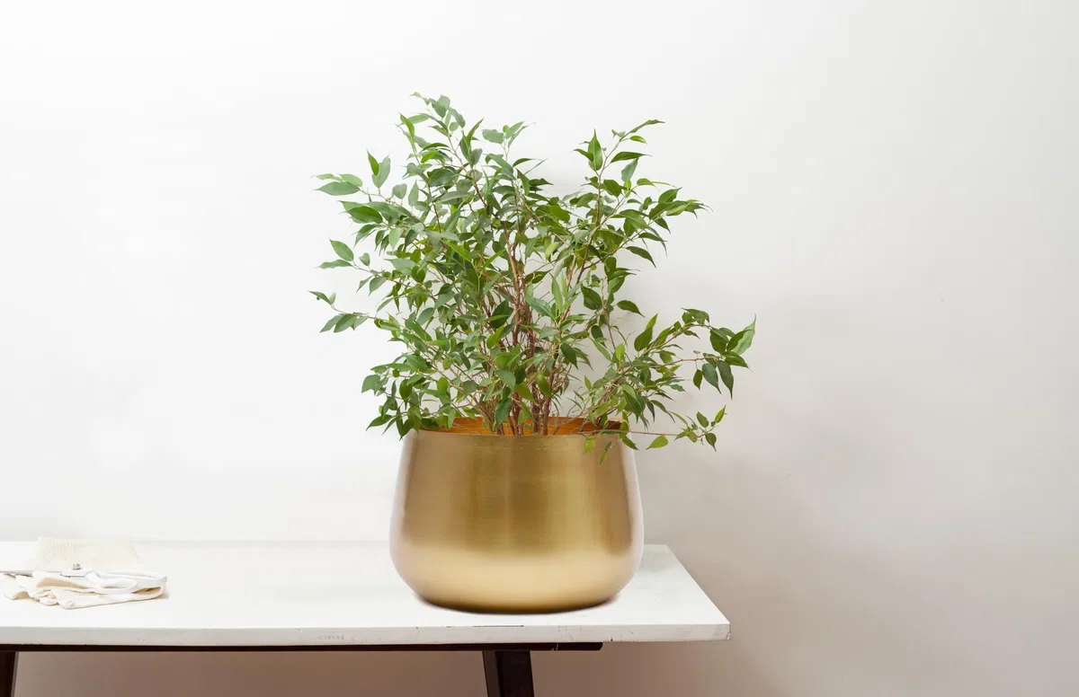 Olly & Rose Grande vaso per piante dorato, vaso per piante in metallo, per interni, 28 cm (25 cm nella parte superiore), grande vaso per fiori (oro, 28 cm)