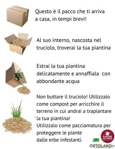 P. Piantine da Orto | Indivia Riccia, Pianta da Orto o Balcone Pronta al Trapianto, Kit da 9 Piantine, Pianta Vera da Esterno, Vivaio Italiano