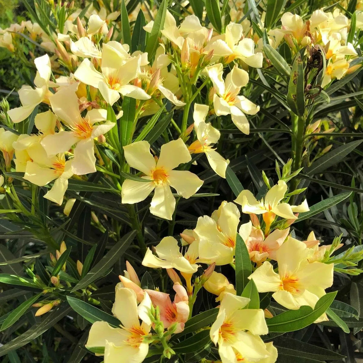 Oleandro a cespuglio Giallo "Nerium Oleander" pianta in vaso ø18 cm Vivaio di Castelletto