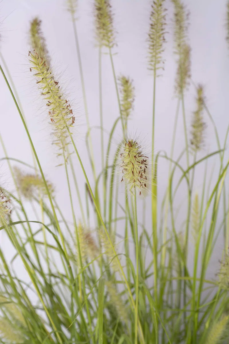 PENNISETUM Piante da siepe sempreverde, Pianta da esterno longeva e versatile con forma a fontana, Diametro vaso 19 cm (Pennisetum Hameln Yellow)