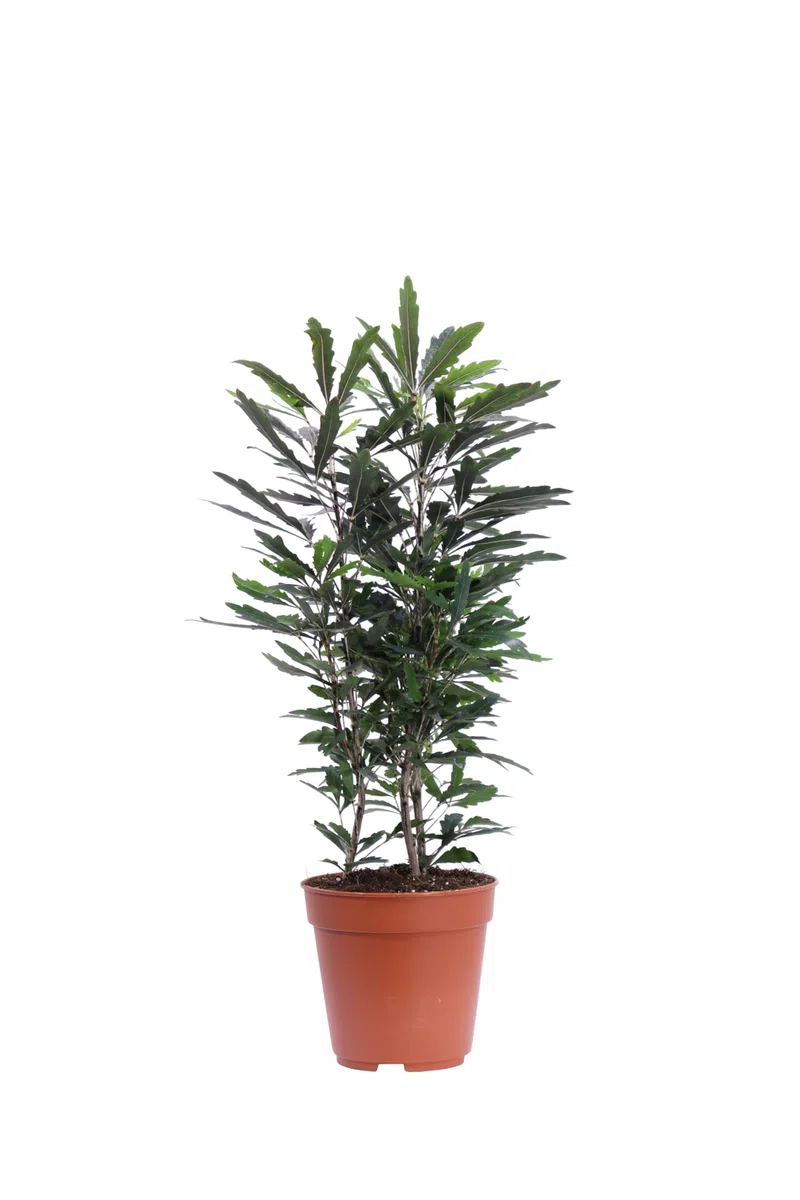 Pianta di Aralia Elegantissima o Plerandra Elegantissima pianta arbustiva ornamentale da arredo interno pianta vera venduta da eGarden.store