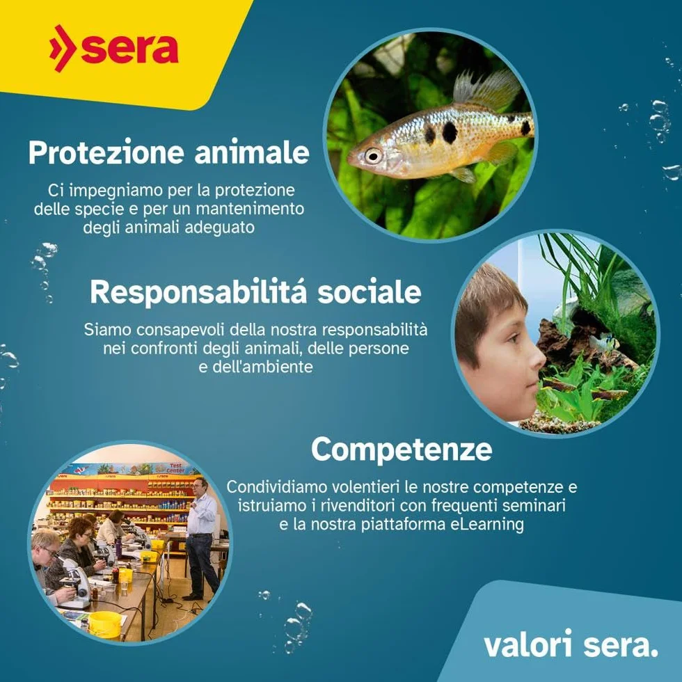 sera koi color medium 21 l 7 kg | mangime per la colorazione per Koi di medie dimensioni 21.000 ml | senza coloranti e conservanti