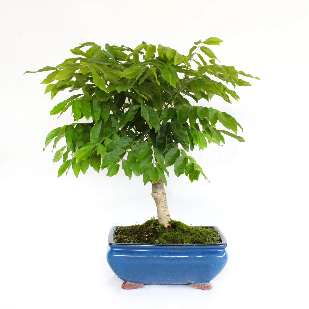 KENTIS - Bonsai di Wisteria Floribunda Alba - Glicine Bianco Giapponese - Piante Vere da Esterno Fiorite - H 45-50 cm Vaso in Ceramica 28 cm