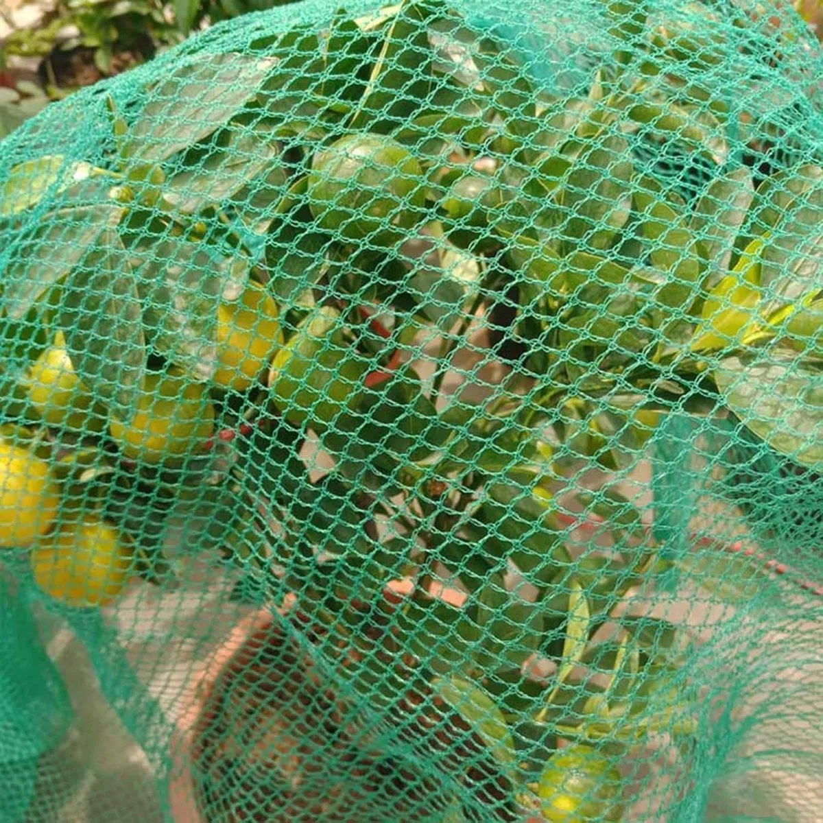 Reti verdi for uccelli Bacche Cespugli a traliccio for giardino Piante/alberi da frutto/verdure/animali Recinzioni in filo di nylon(10x10/33x33ft)