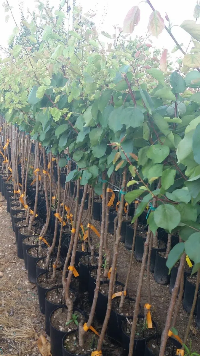 PIANTA DA FRUTTO ALBICOCCA REALE D'IMOLA in vaso 20 - età 2/3 anni (foto reali)