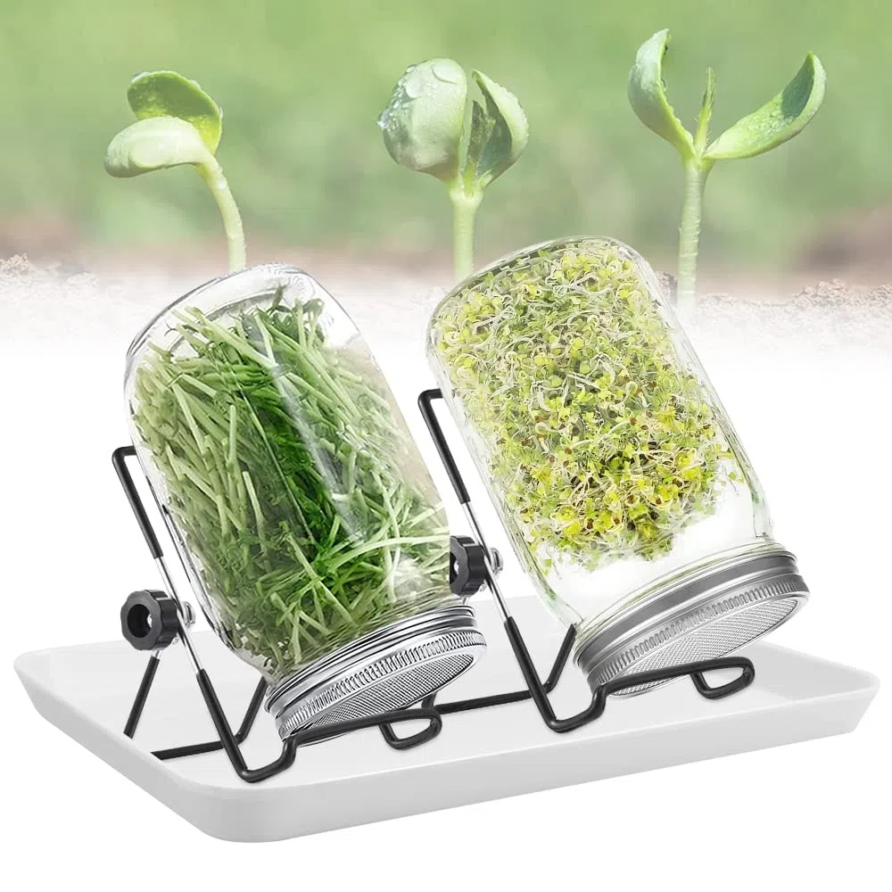 REFORUNG 2 Pz Germogliatore Barattolo Vetro Vasetti di Germogli Barattolo da 950ml Coltivare Germogli in Barattolo con 1 Ciotola 2 Coperchio e 2 Supporti per Germinazione di Semi in Ambienti Interni
