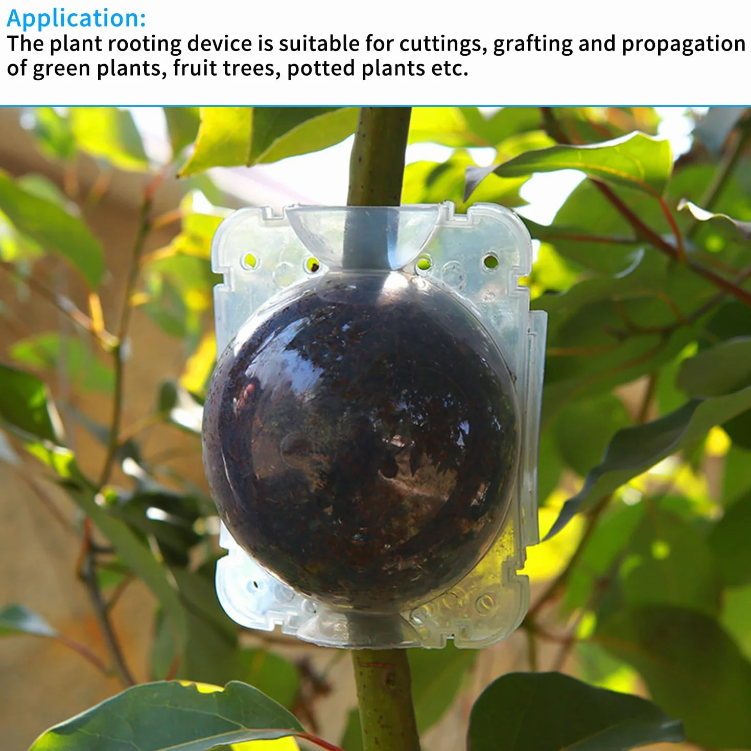 12 Pezzi Dispositivo di radicazione delle Piante(Trasparenti) utilizzato per innesto e radicamento da Giardino, con 50 Serrature sicure riutilizzabili e 1 flacone Spray