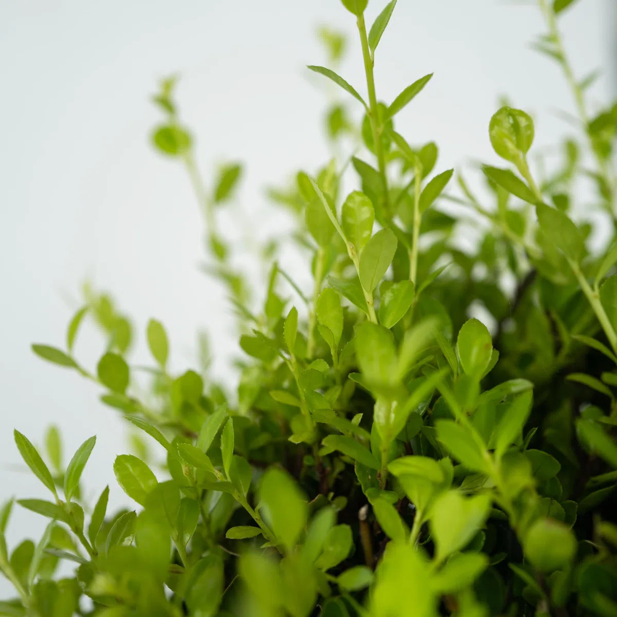 Plant in a Box - Ilex crenata - Forma sferica 'Agrifoglio giapponese' - set da 2 - Sostituto del bosso - Pianta da giardino - ⌀17 cm - Altezza 30-40 cm