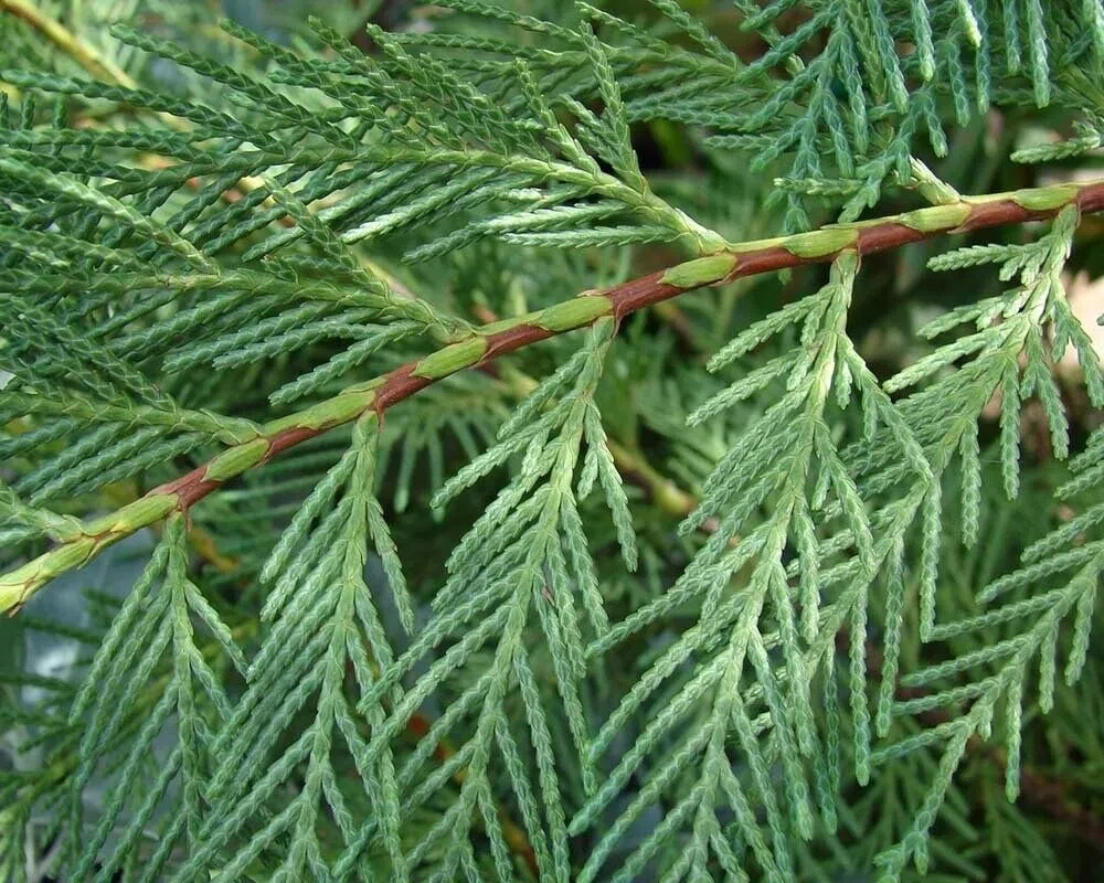 Cipresso di Leyland "Cupressocyparis leylandii" pianta in vaso ø24 h. 160/180 cm Vivaio di Castelletto