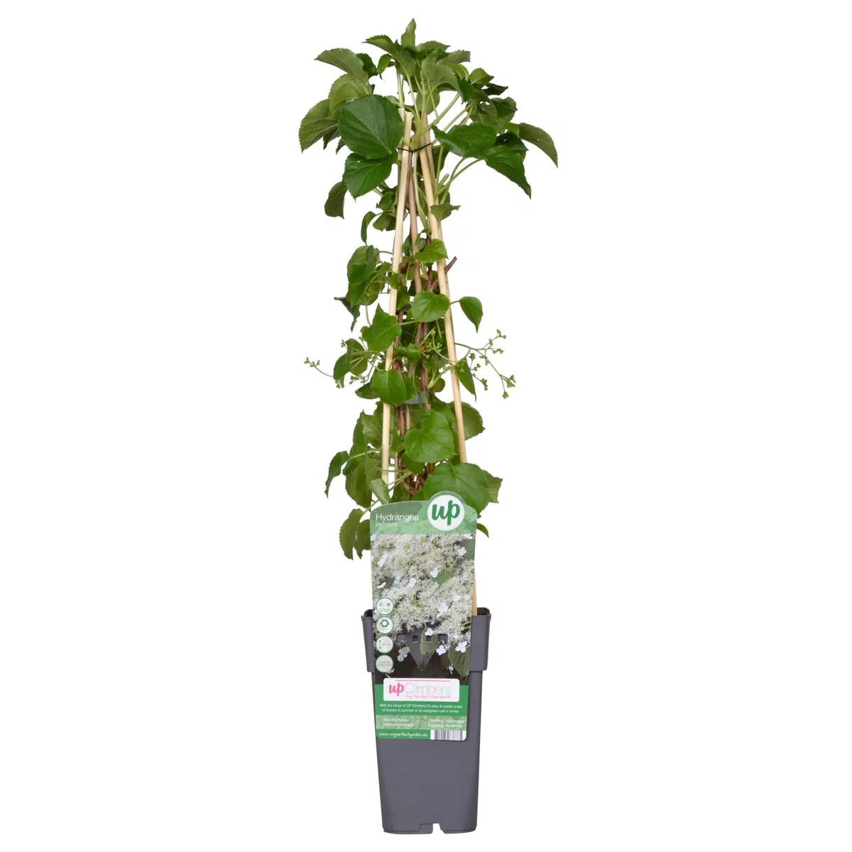 Pianta di Ortensia Petiolaris h cm 65 su vaso alto cm 11 pianta rampicante