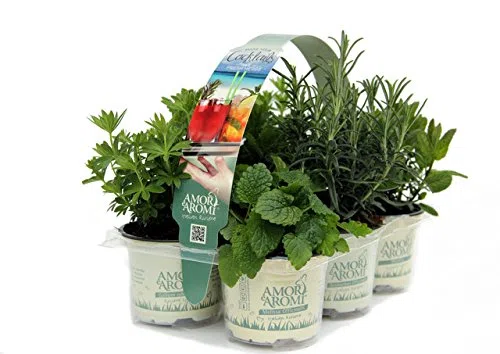 ERBE AROMATICHE in set da n.6 vasi per insaporire grigliate + set da n. 6 vasi per guarnire e aromatizzare COCKTAIL e TISANE (in vaso Ø 9 cm)
