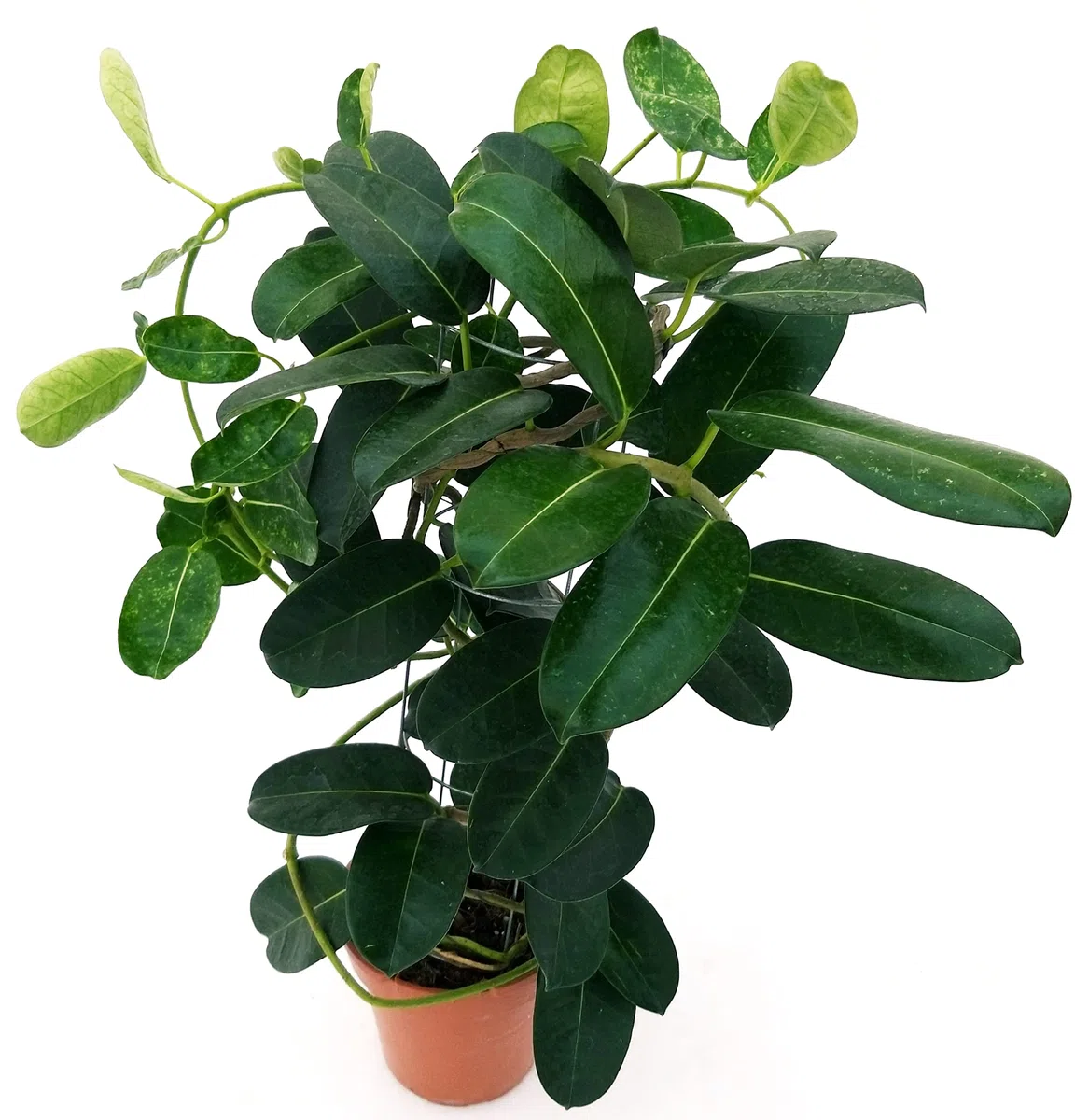 GELSOMINO STEPHANOTIS FLORIBUNDA, ALTEZZA 45CM, IDEALE PER GIARDINI, pianta vera