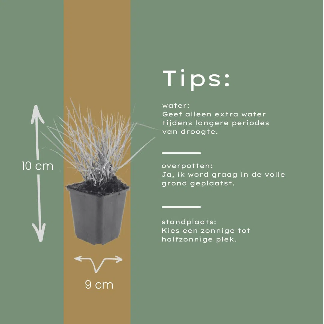 Sesleria Autumnalis in Vaso, per Giardino, Verde, Set da 48 Pezzi