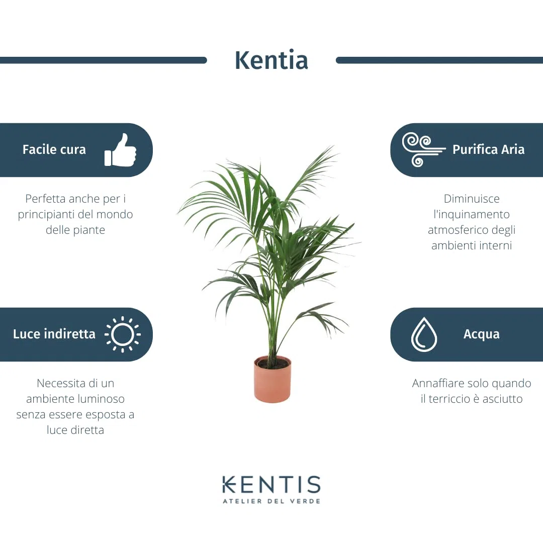 KENTIS - Howea Forsteriana Kentia - Palma - Piante da Interno Vere - Pianta Tropicale da Appartamento H 160-170 cm Vaso Ø 24 cm