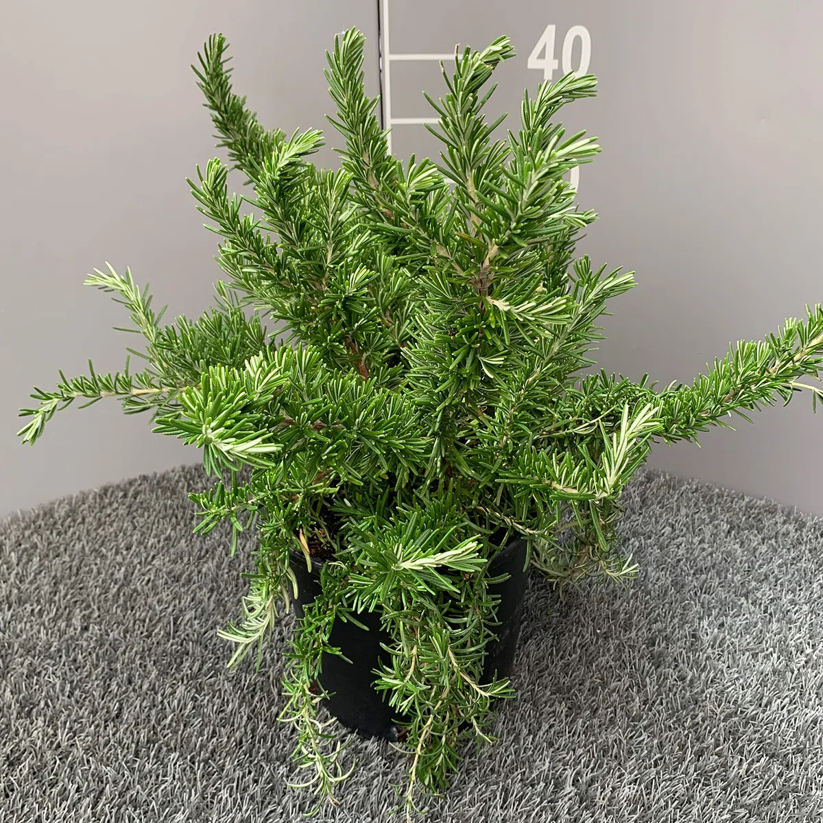 ROSMARINO PROSTRATO │ Pianta aromatica officinale in vaso Ø 18 cm