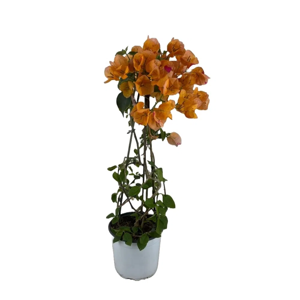 Pianta di BOUGANVILLEA Gialla Piramide h 70 in vaso 18 cm AMDGarden