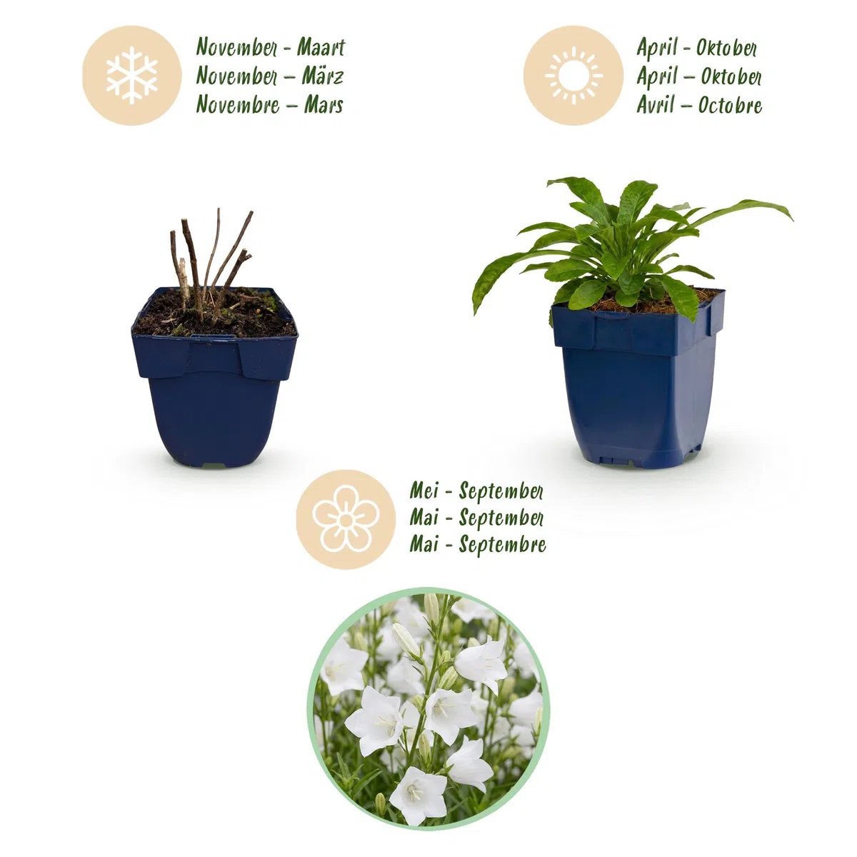 Pianta Perenne Campanula Pers. Alba, Bianco, 1 Pianta, Vaso 11cm, 15-25cm