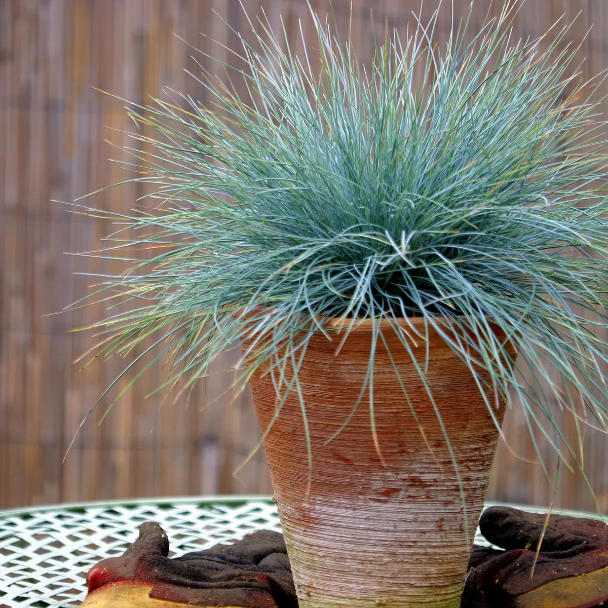 Plant in a Box - Festuca - Set di 9 - Festuca blu - Erba ornamentale - Vaso 9cm - Altezza 10-15cm