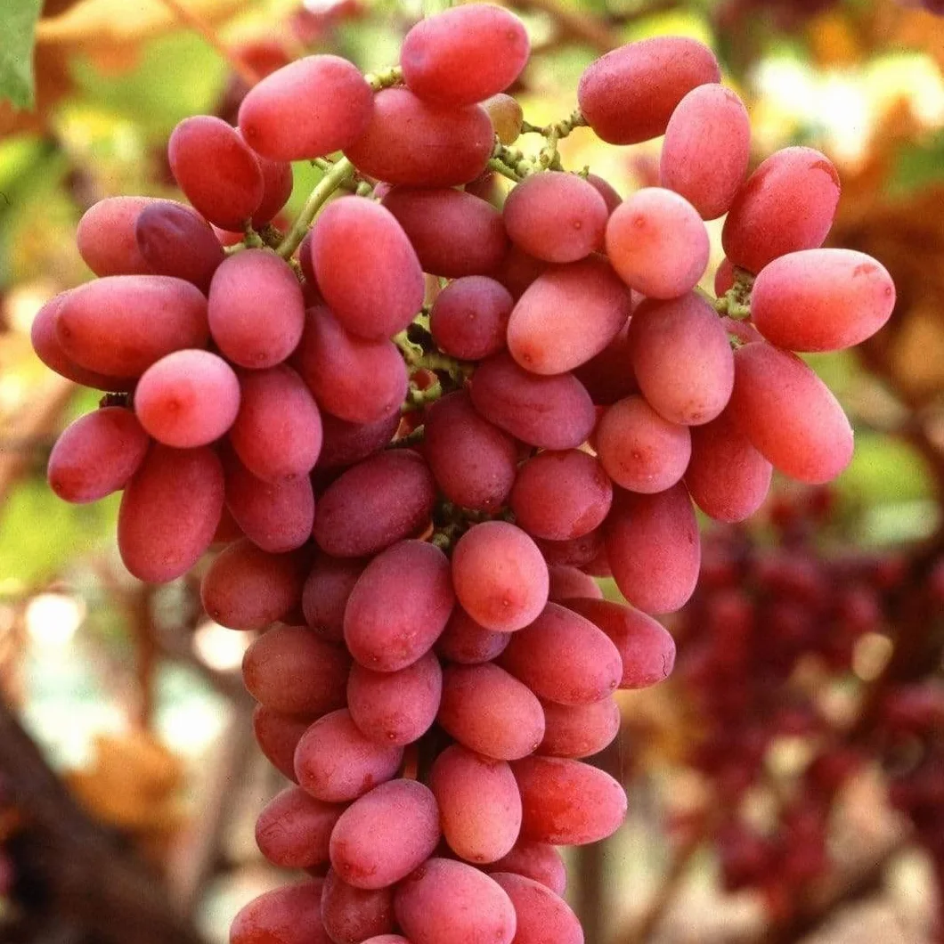 3 VARIETA' UVA DA TAVOLA NERA,ROSA,BIANCA SENZA SEMI,RESISTENTI, GRANO CROCCANTE