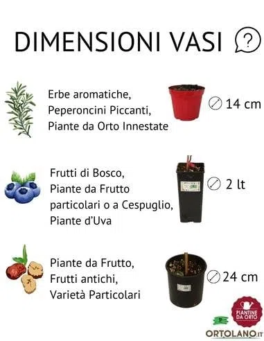 P. Piantine da Orto | Valeriana, Pianta in Vaso Diametro 14 cm, Pianta Pronta per il Trapianto, Pianta Vera da Esterno, Vivaio Italiano