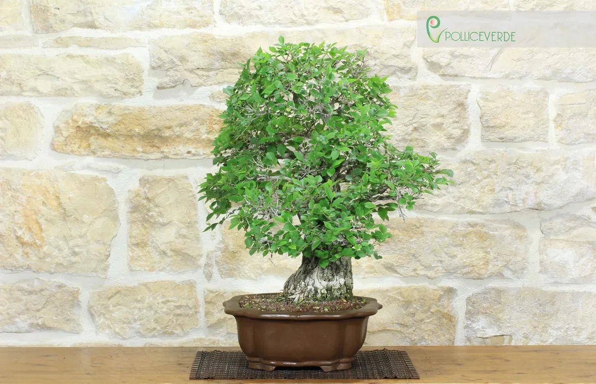 Bonsai di Olmo Campestre (54)