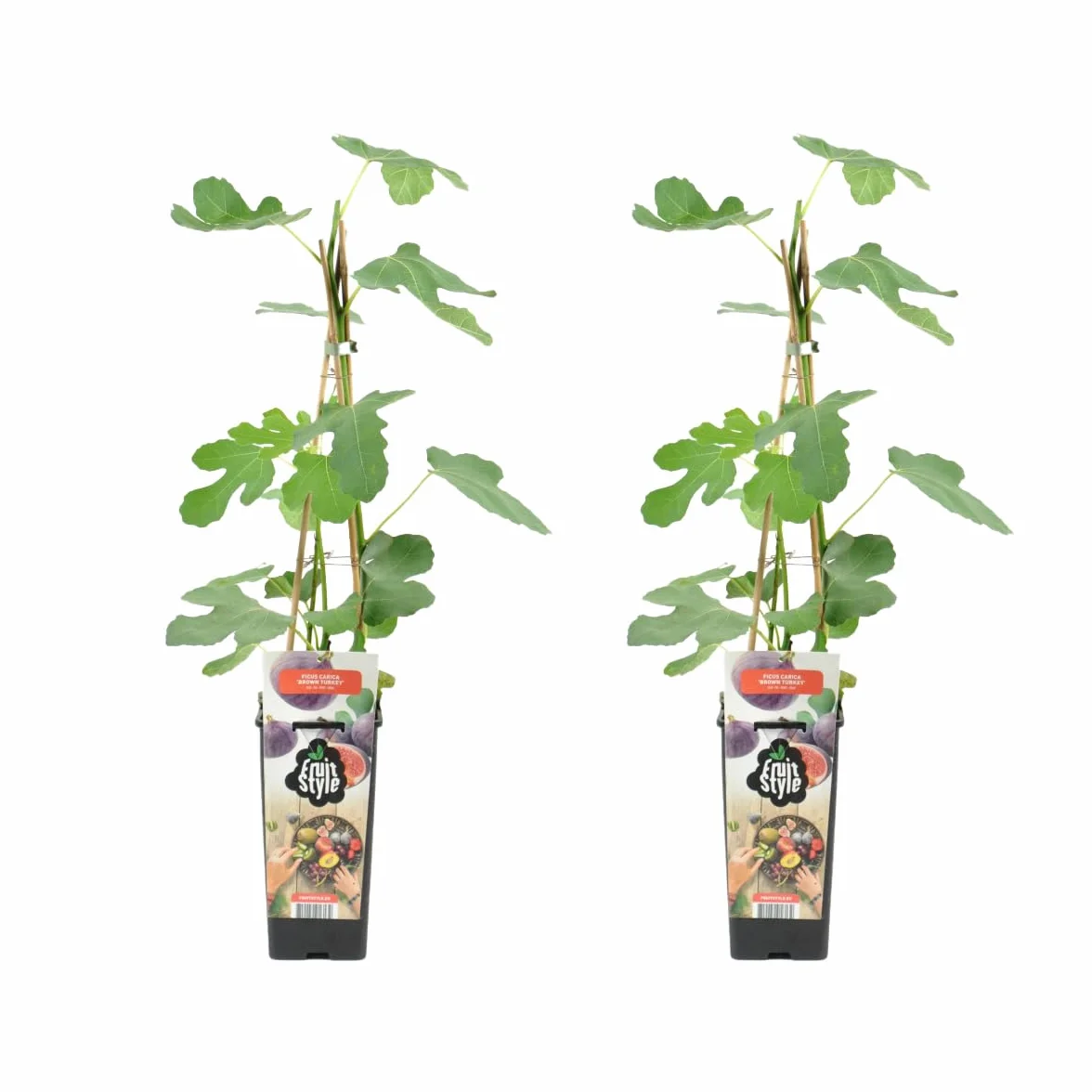 Bloomique - Set di 2 - Ficus carica ‘Brown Turkey’ - Fico - Albero da frutto - Piante da giardino - Resistente al freddo - Alte 50-70 cm - Vaso 15 cm