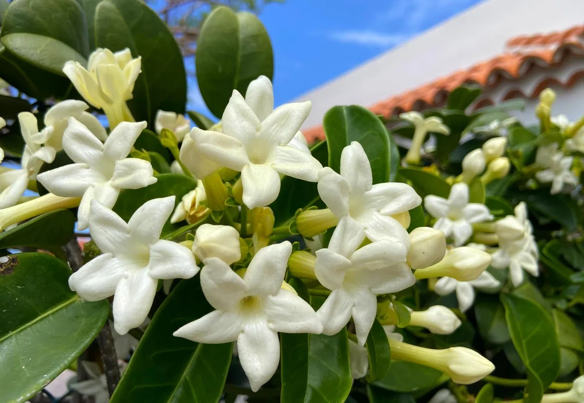 GELSOMINO STEPHANOTIS FLORIBUNDA, ALTEZZA 45CM, IDEALE PER GIARDINI, pianta vera