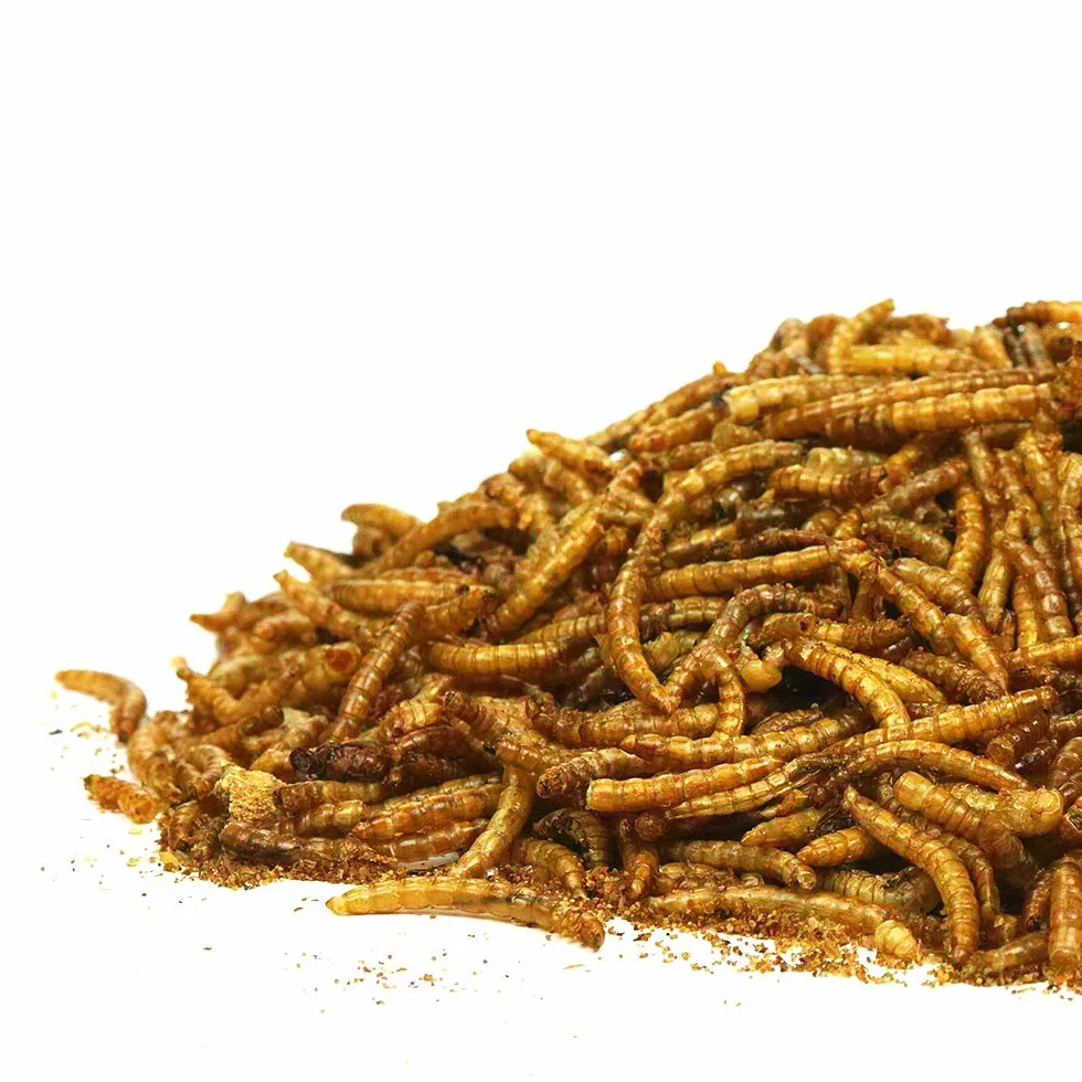 SQUAWK Vermi Essiccati - Cibo di alta qualità per uccelli selvatici, spuntini da giardino per uccelli. (5KG)
