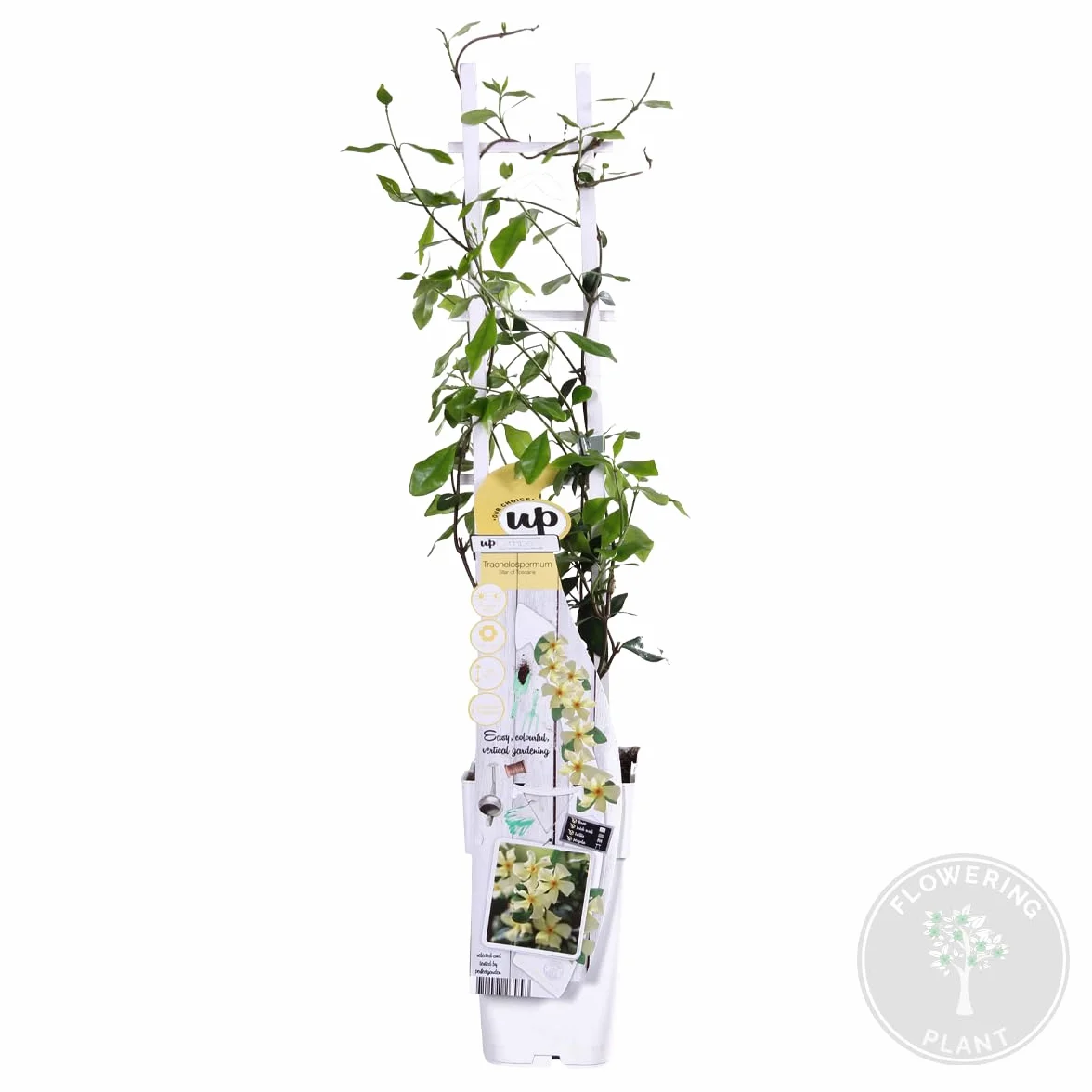 Bloomique - Trachelospermum jasminoides - Gelsomino toscano - Giallo - Rampicante - Pianta da giardino - Sempreverde - Resistente al freddo - Alta 50-70 cm - Vaso da 15 cm
