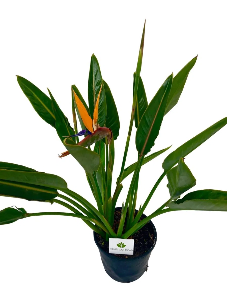 Strelitzia Reginae, Uccello del Paradiso, Pianta ornamentale da esterno prodotta da Vivai del Sole vaso diametro cm 26