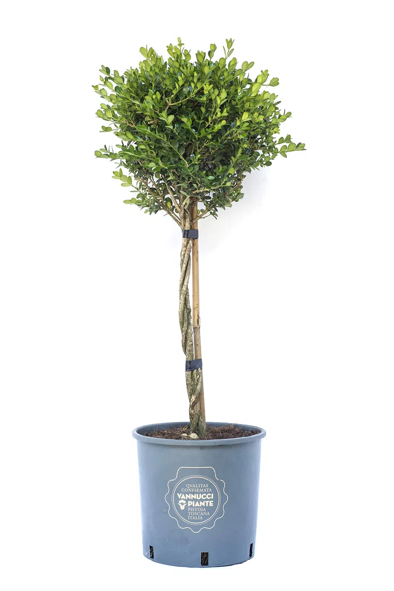 Vannucci Piante - Buxus microphylla 'Faulkner', Bosso, Pianta da terrazzo, Pianta formata, Mini alberetto
