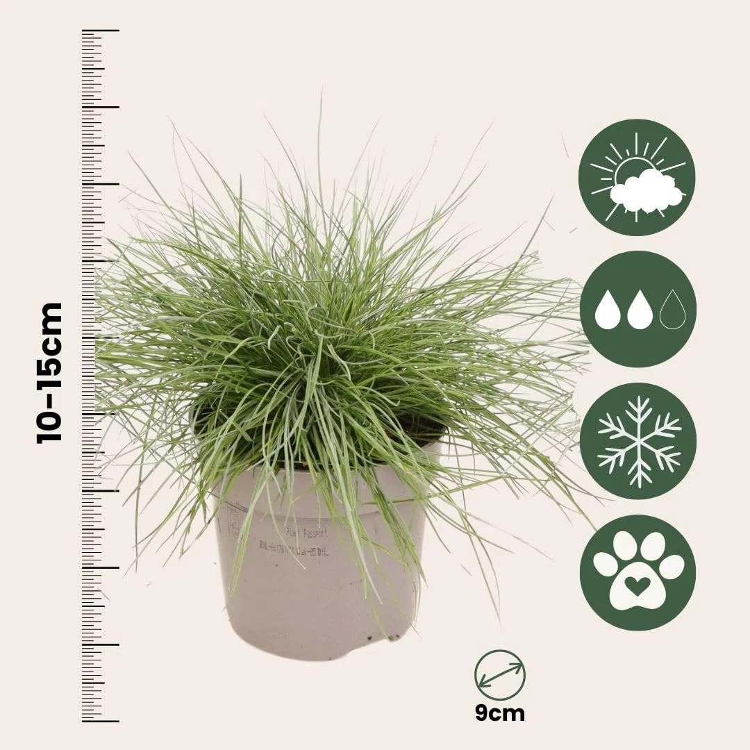 Plant in a Box - Festuca - Set di 9 - Festuca blu - Erba ornamentale - Vaso 9cm - Altezza 10-15cm