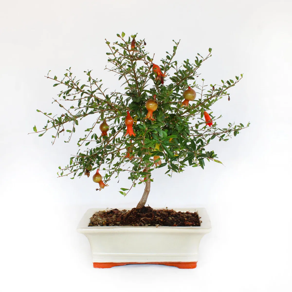 KENTIS - Bonsai di Melograno - Punica Granatum - Piante Vere da Frutto da Esterno - Giardino Balcone Terrazzo - H 25-35 cm Vaso in Ceramica 19 cm
