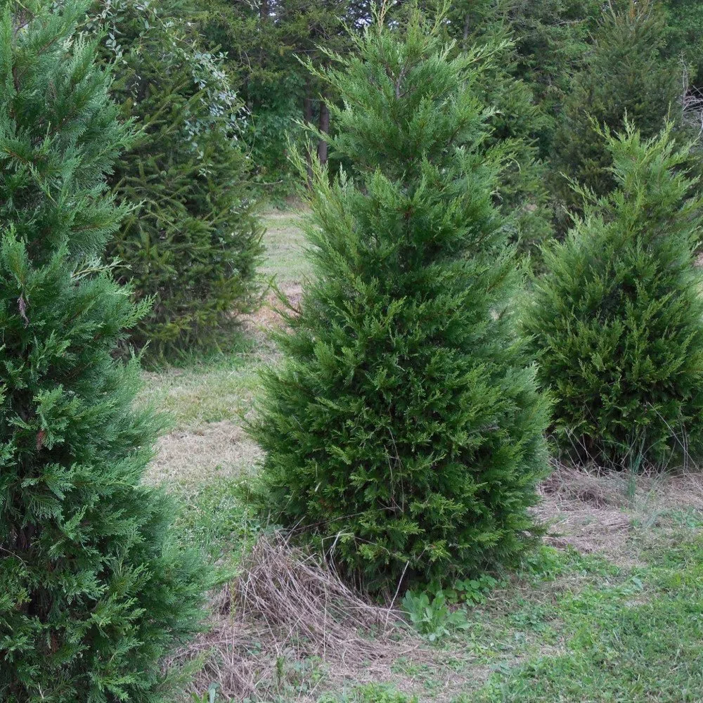 Leylandii verdi - Alberi da privacy a crescita rapida, schermatura sempreverde, bassa manutenzione e resistenza alla siccità.