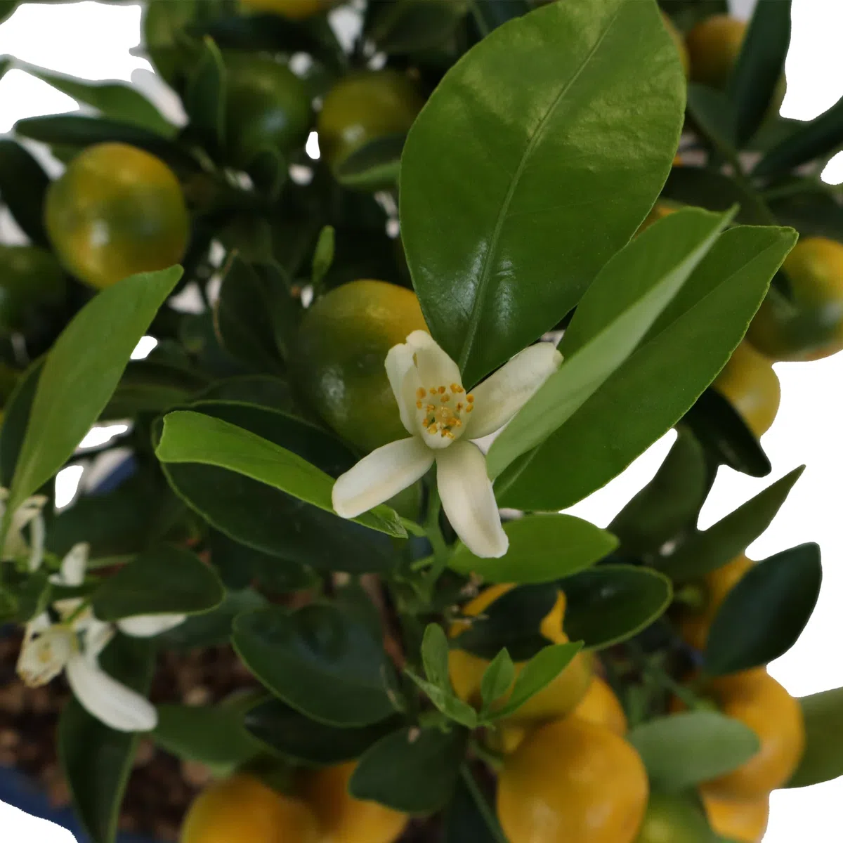 KENTIS - Bonsai Calamondino - Citrus Mitis - Mandarino Nano - Pianta Vera da Frutto da Esterno - Piante Fiorite - H 35/40 cm Vaso in Ceramica 21 cm